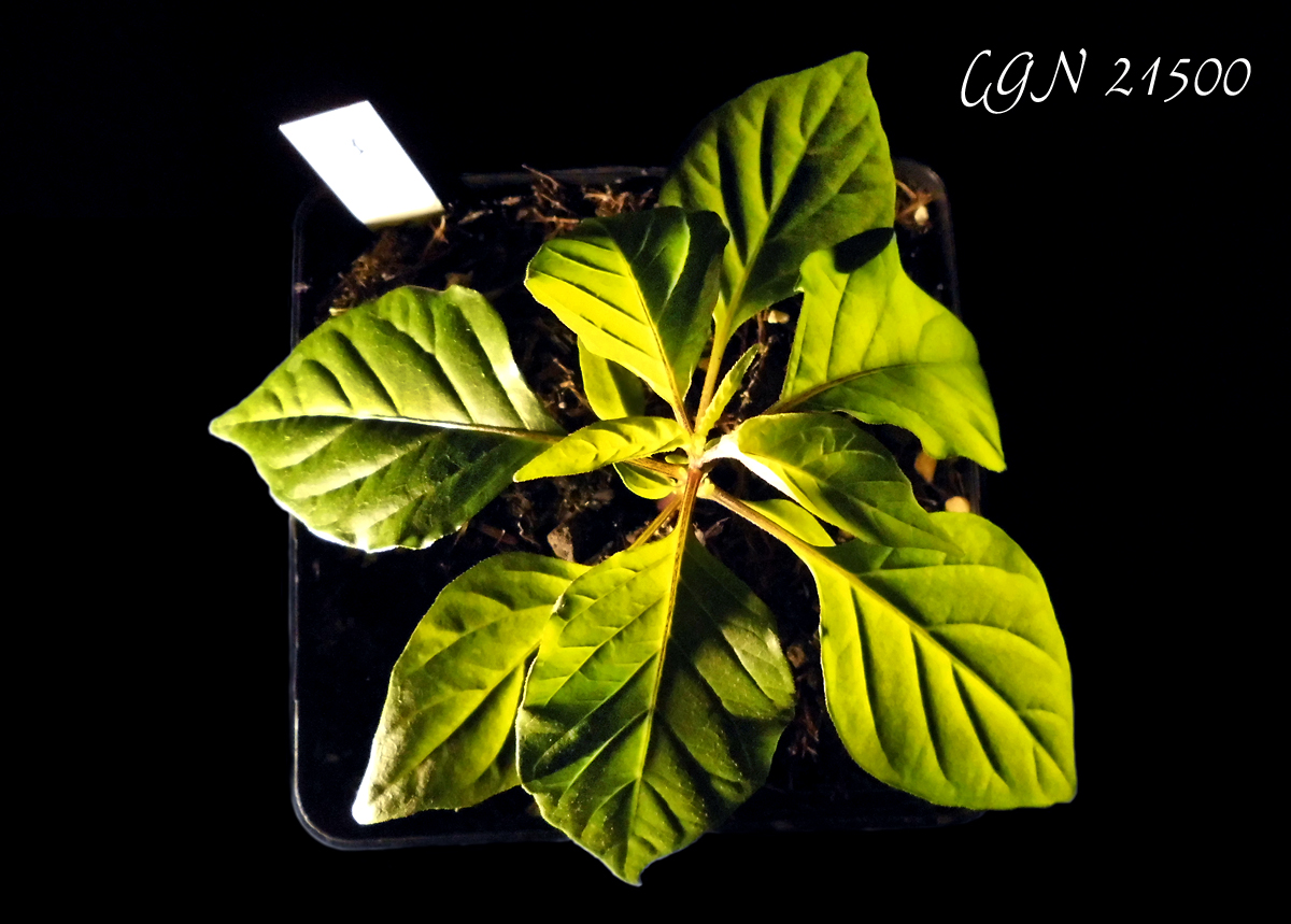 Terra_CGN21500-1_illu.jpg
