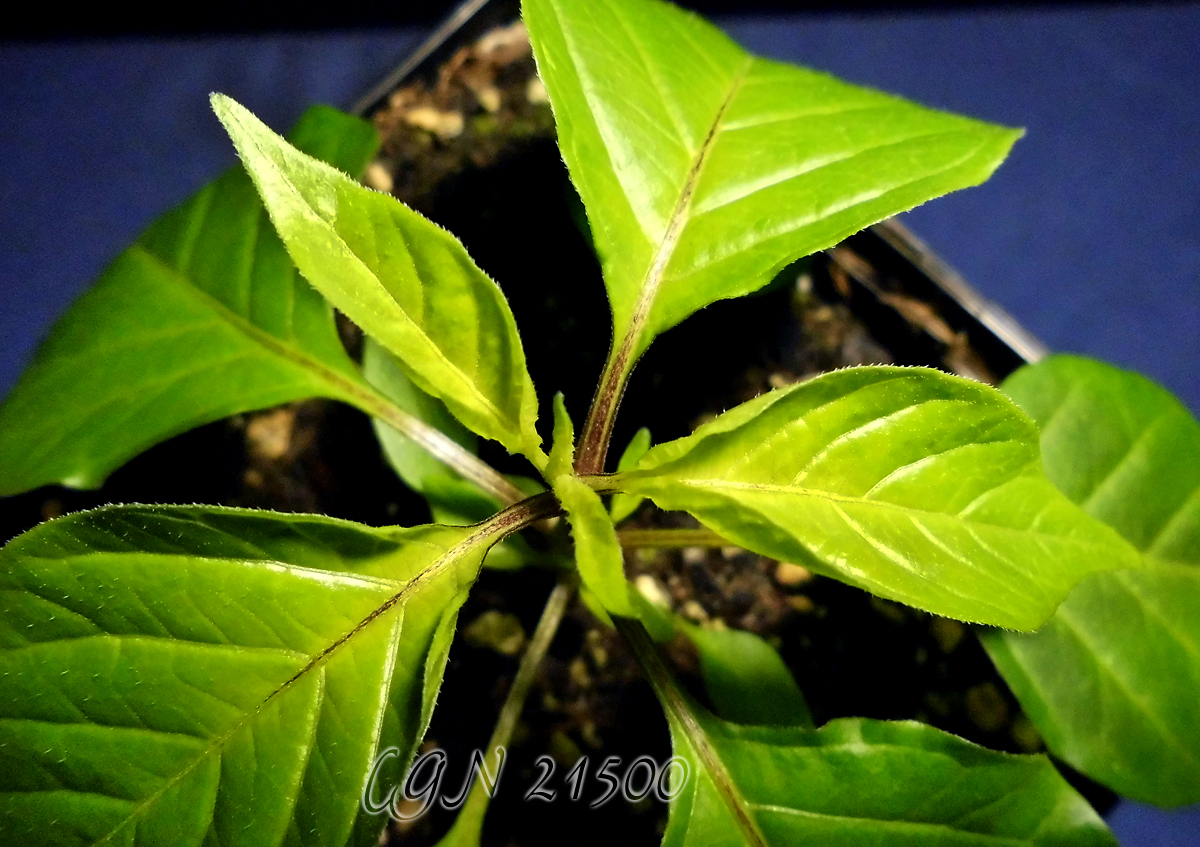 Terra_CGN21500-2_closeup.jpg