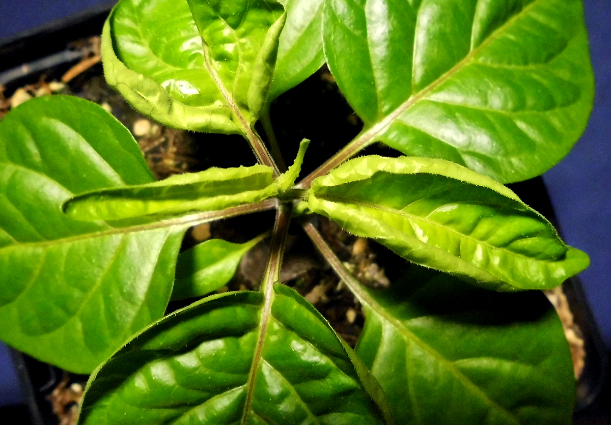Terra_OL-2_closeup.jpg