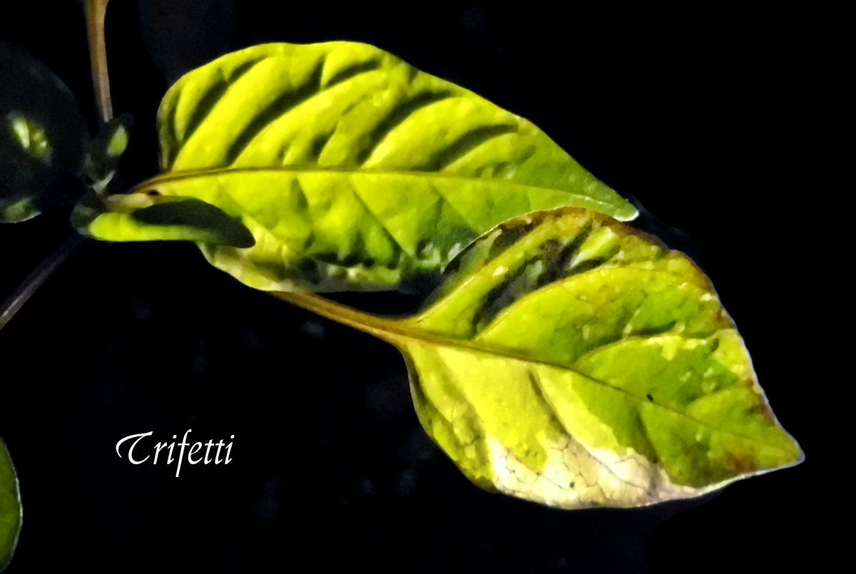 Terra_Trifetti-1_illu.jpg