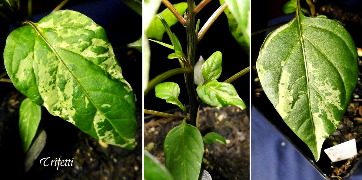 Terra_Trifetti-2_Leaves-Display.jpg