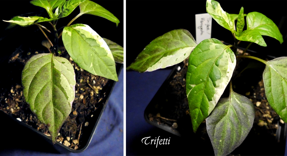 Terra_Trifetti-3_Display-1.jpg