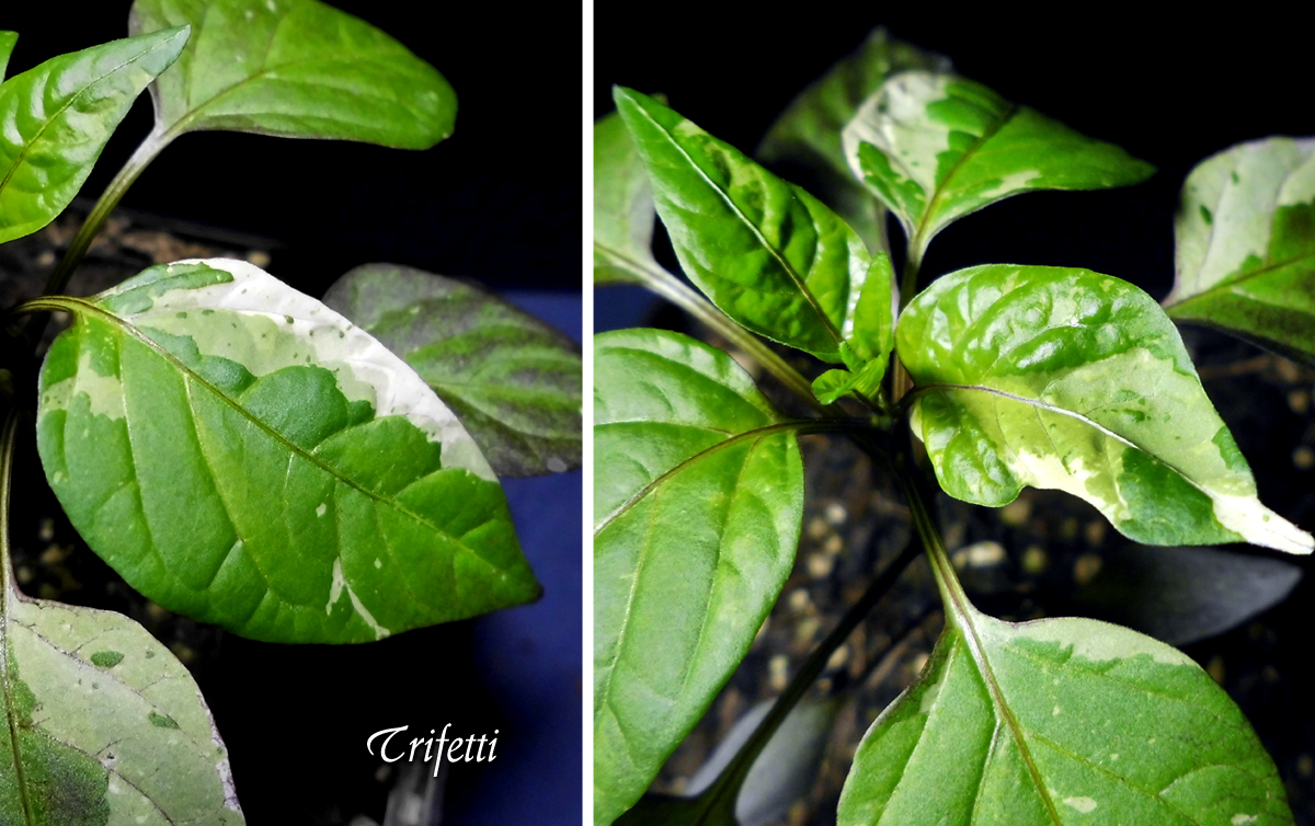 Terra_Trifetti-3_Leaves-Display.jpg