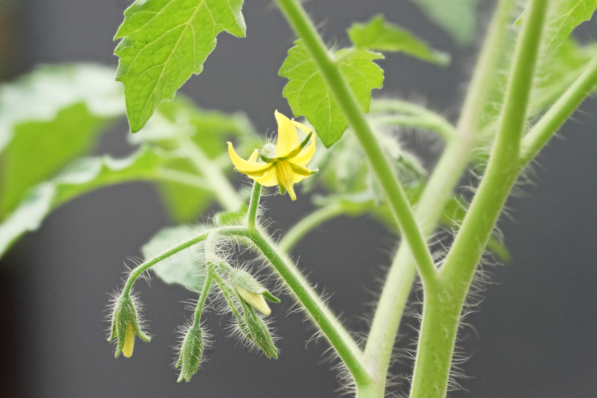 tomate.jpg