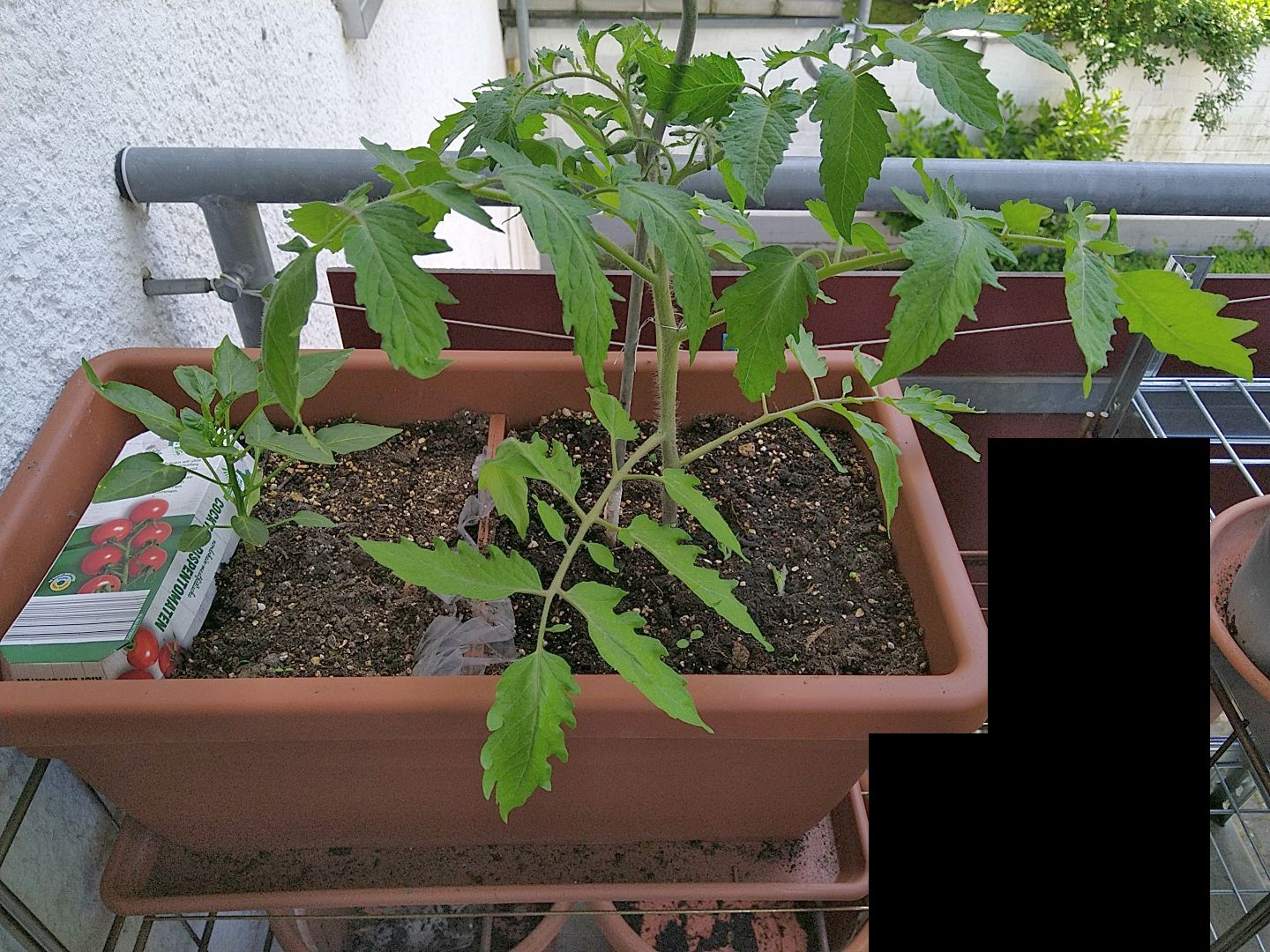 tomate_links_12052024.jpg