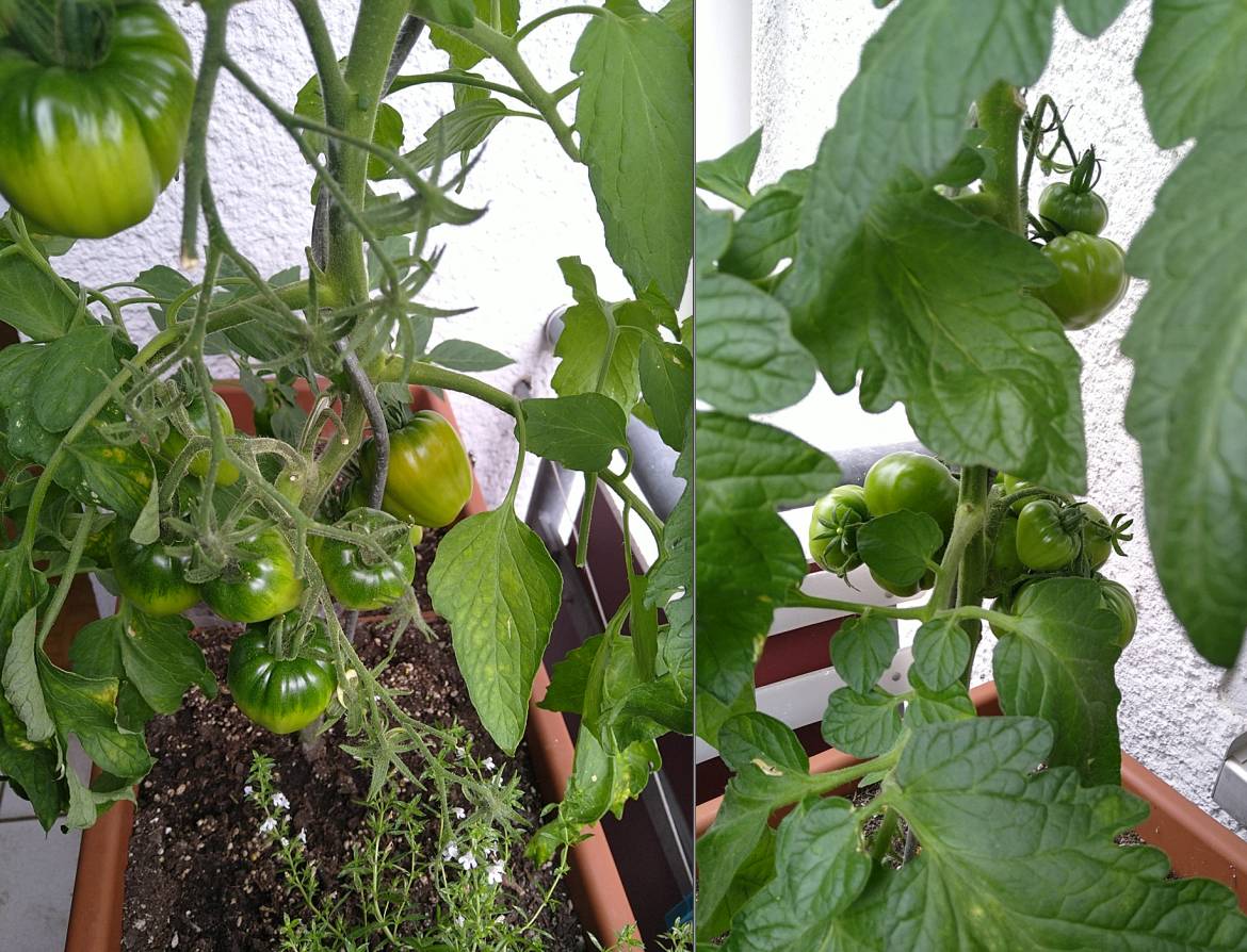 tomaten_05072024.jpg