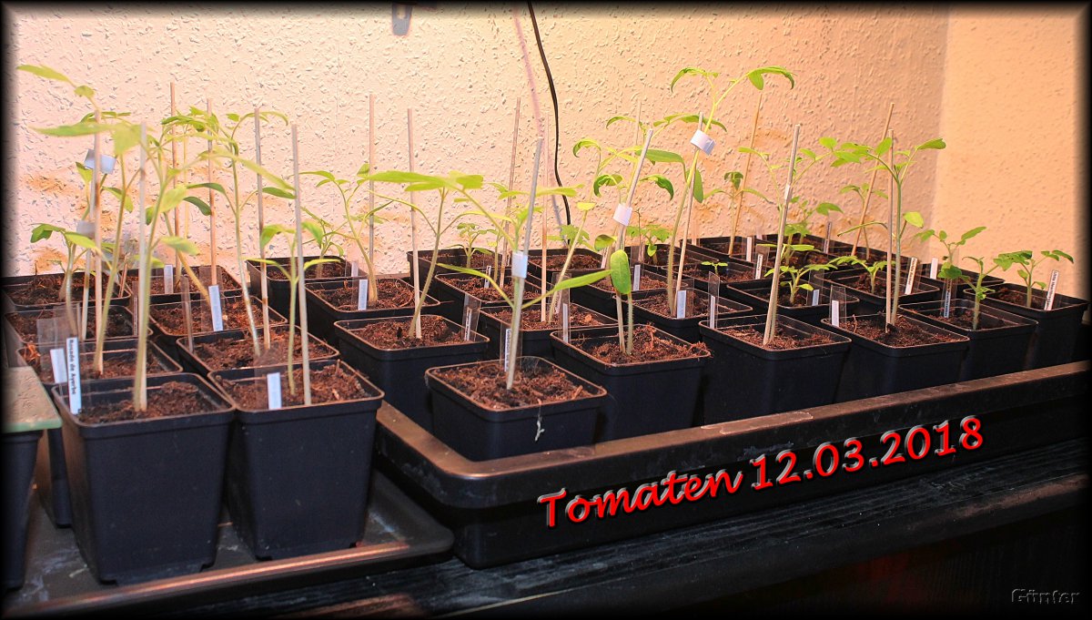 Tomaten_12032018.JPG