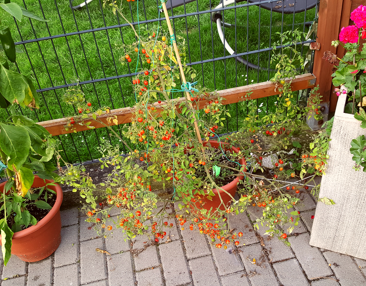 tomatenbackup1.png