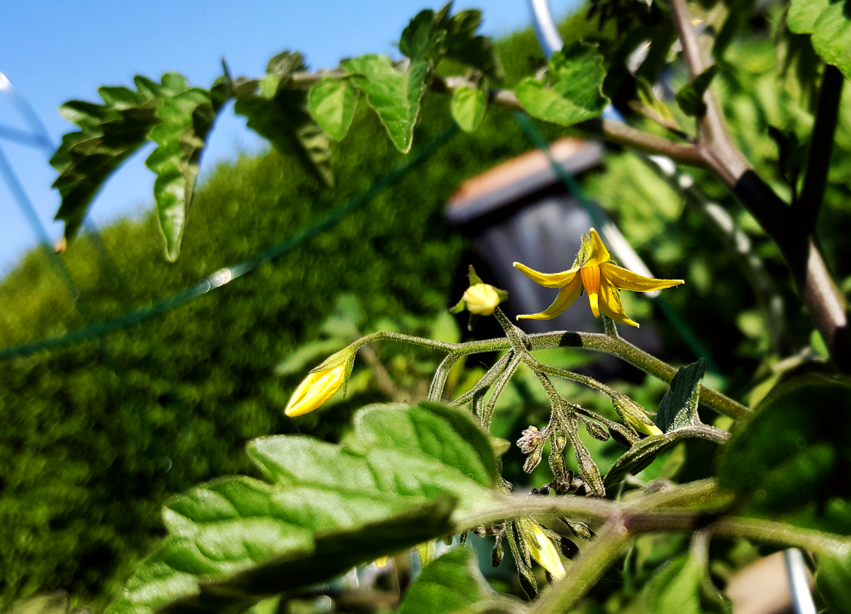 tomatenbluete.png
