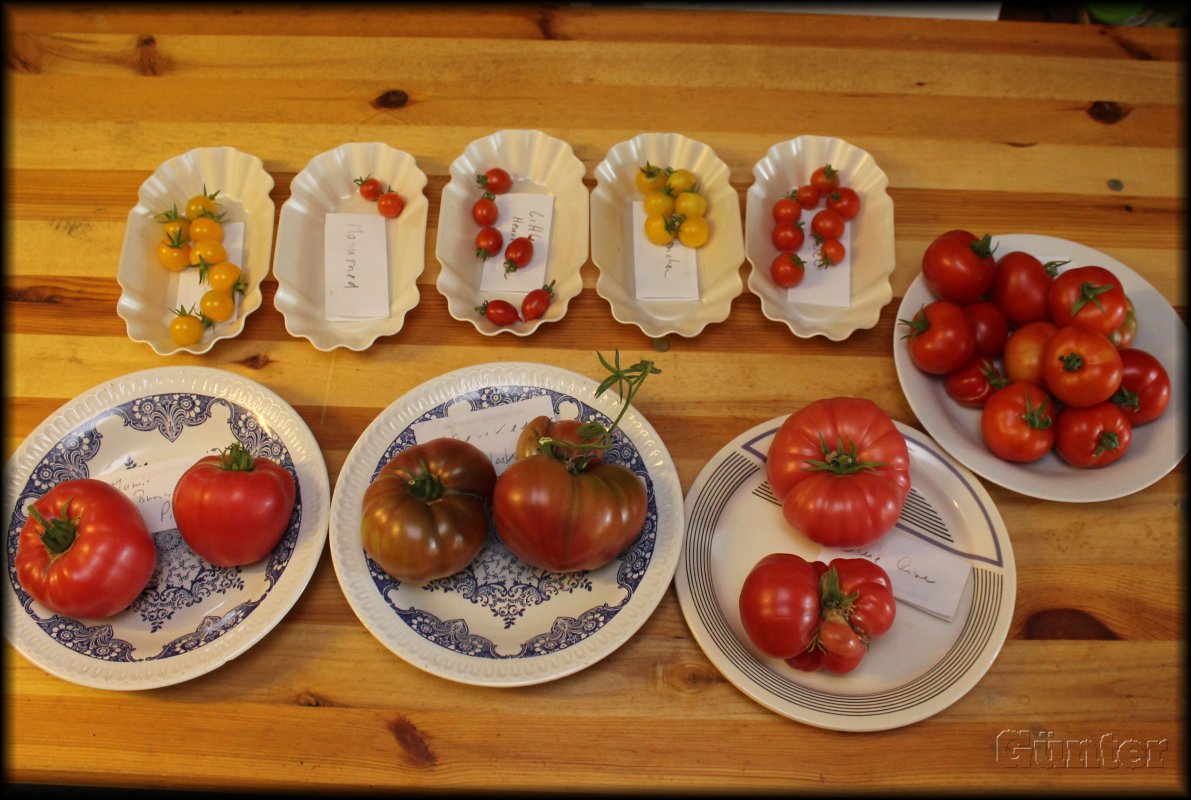 Tomatenernte19072018.JPG
