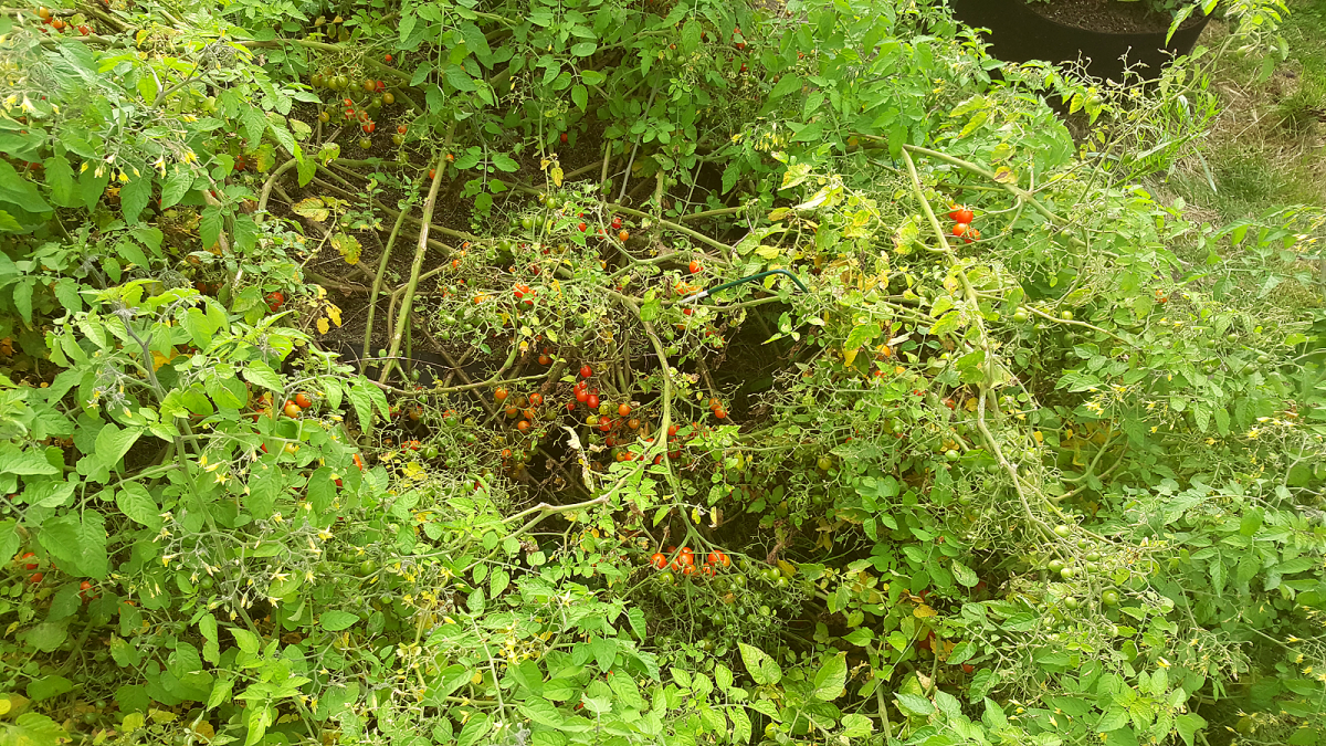 tomatenernte2.png