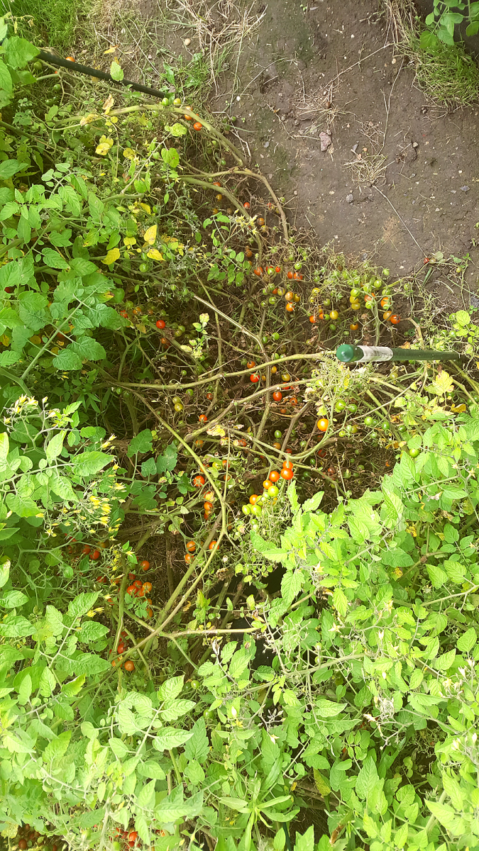 tomatenernte4.png