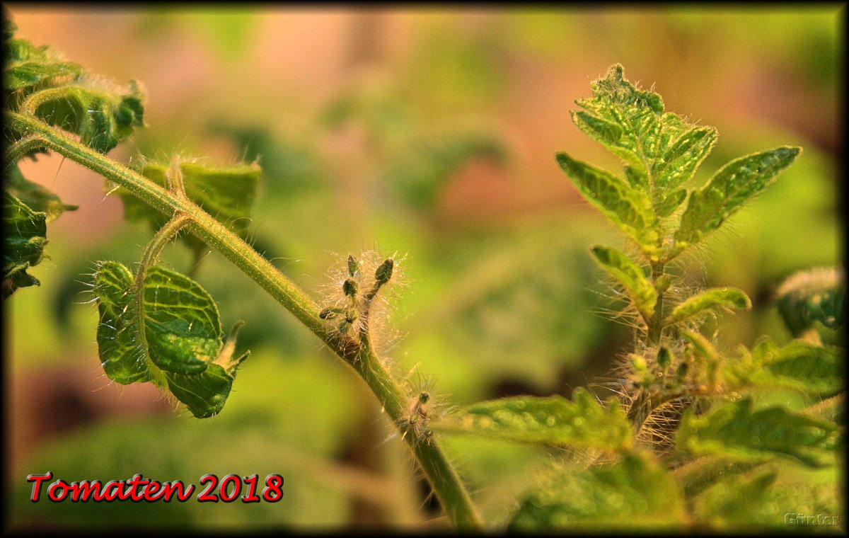 Tomatenknospen.JPG