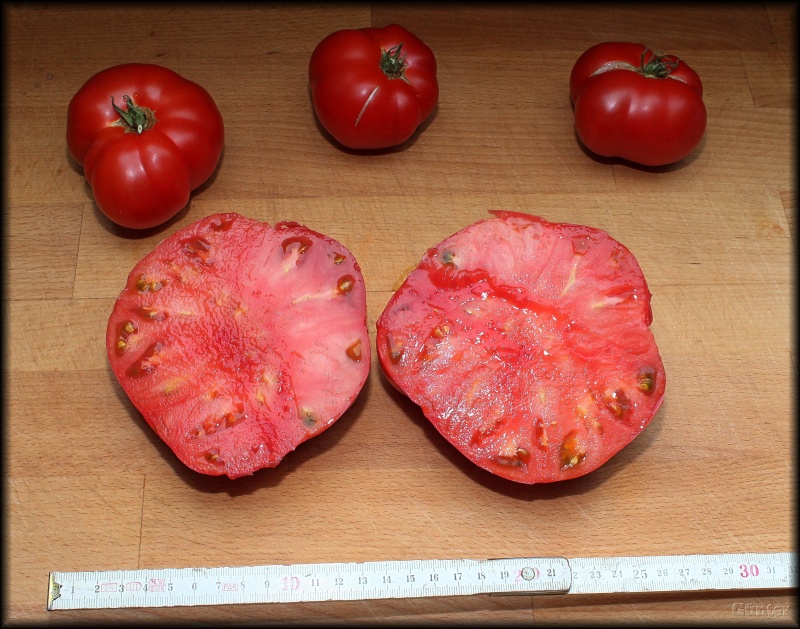 Tomatensalat - Kopie.JPG