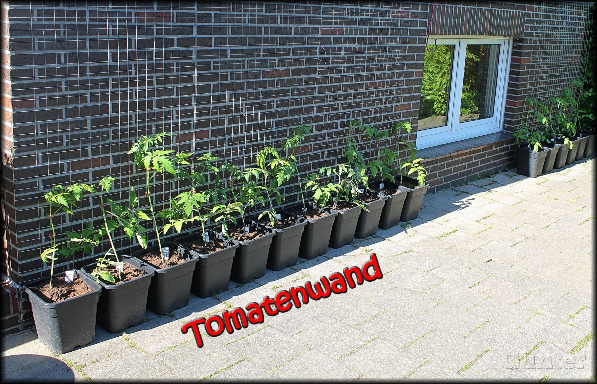 Tomatenwand 05052018.jpg