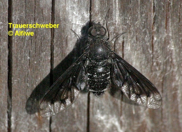 trauerschwebersxqp3.jpg