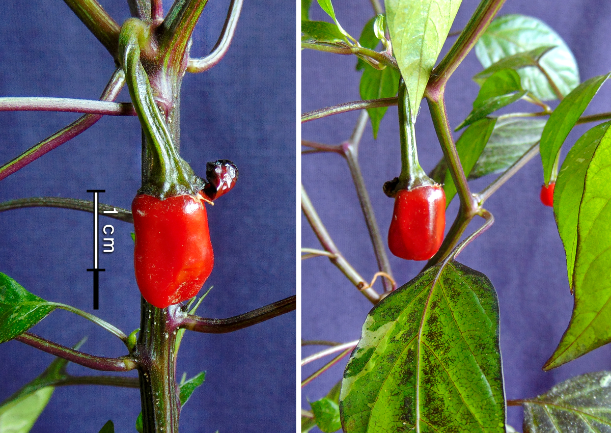 Trifetti_IV-fruits_duo.jpg