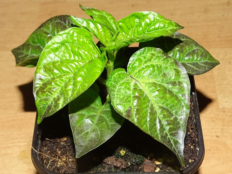 Trinidad Perfume.jpg