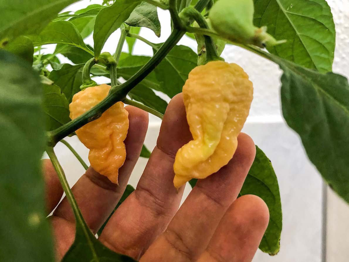 trinidad-scorpion-peach.jpg