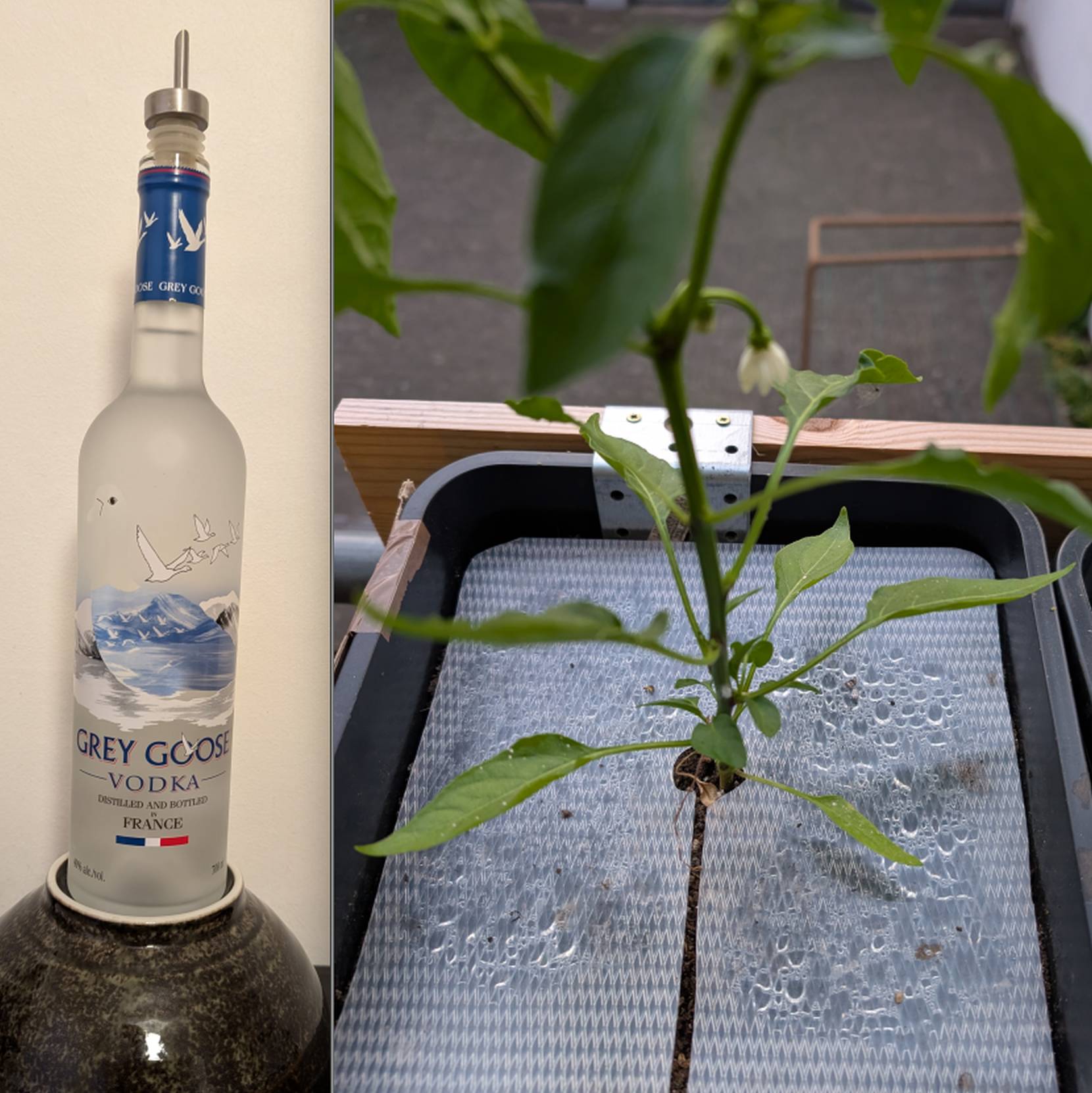 troepfchebewaesserung_02052025.jpg