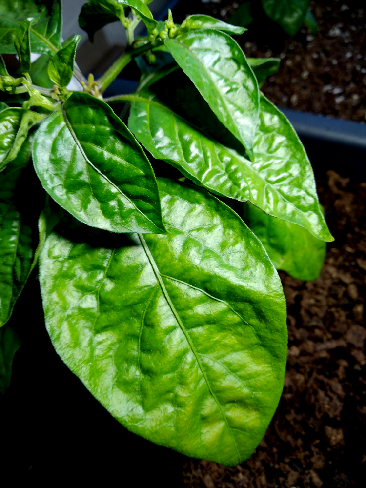 Tropical-Red_Blatt-1.jpg