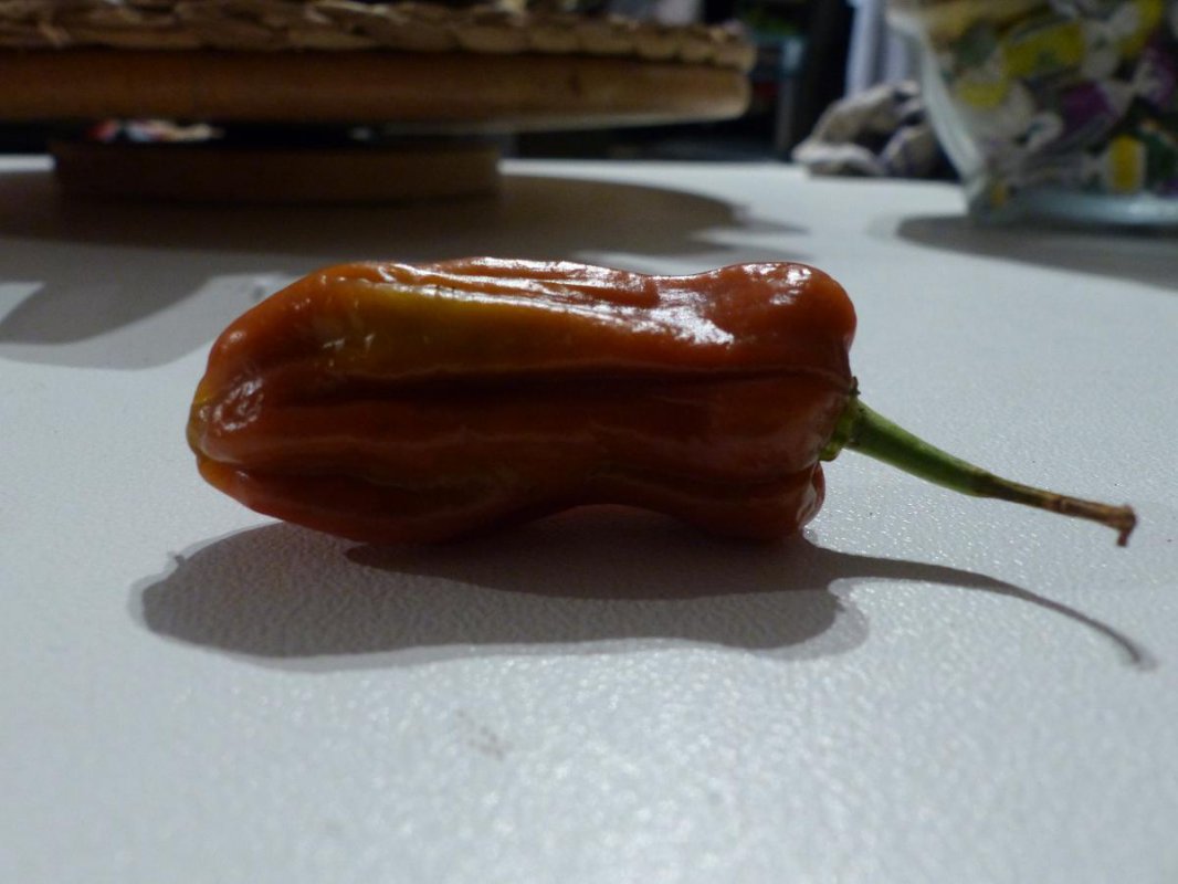 TSJolchoccobeere.jpg