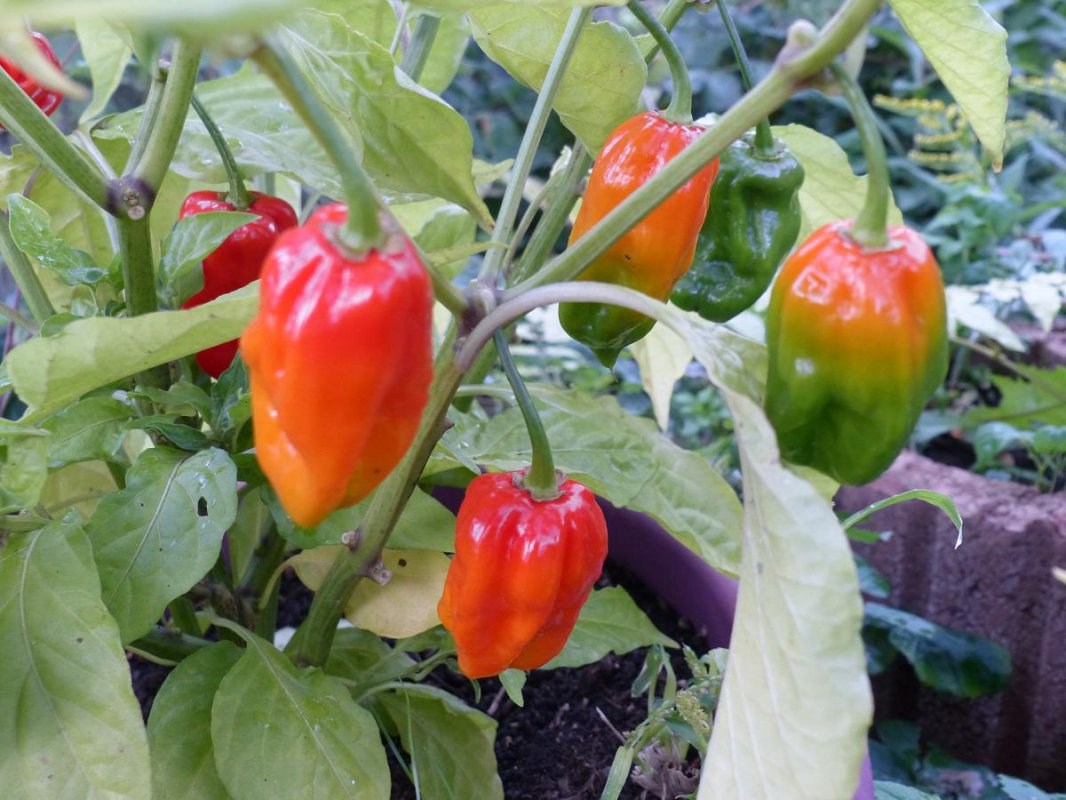 tsxbhut.jpg