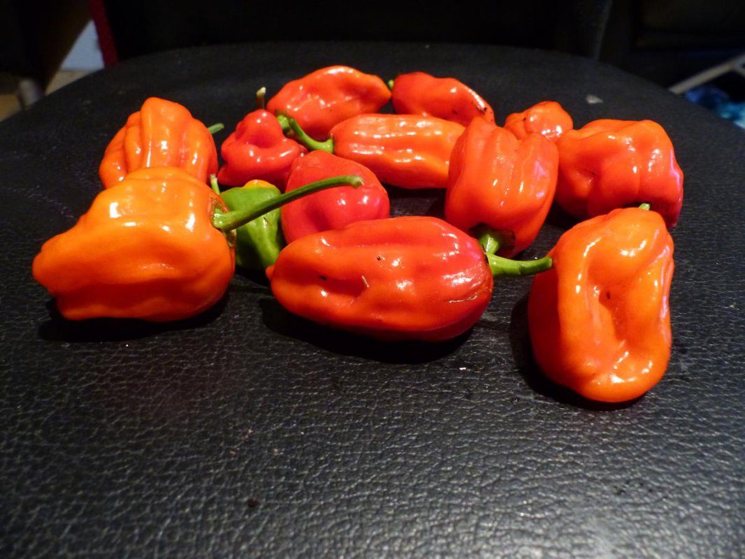 tsxbhutjolokia.jpg
