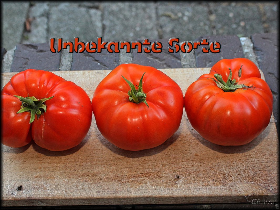 Unbekannte Sorte.JPG