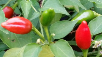 upload_2017-1-10_13-0-41.jpeg