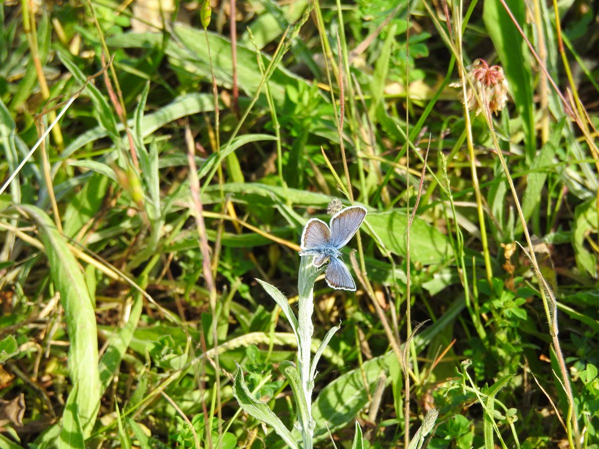 Verkrüppelter Schmetterling.jpg