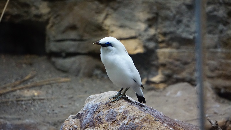 verleinerte Kopie weißer Vogel.jpg