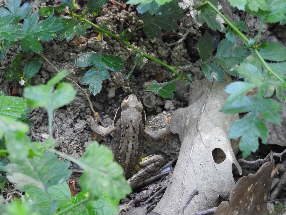 Waldfrosch.jpg