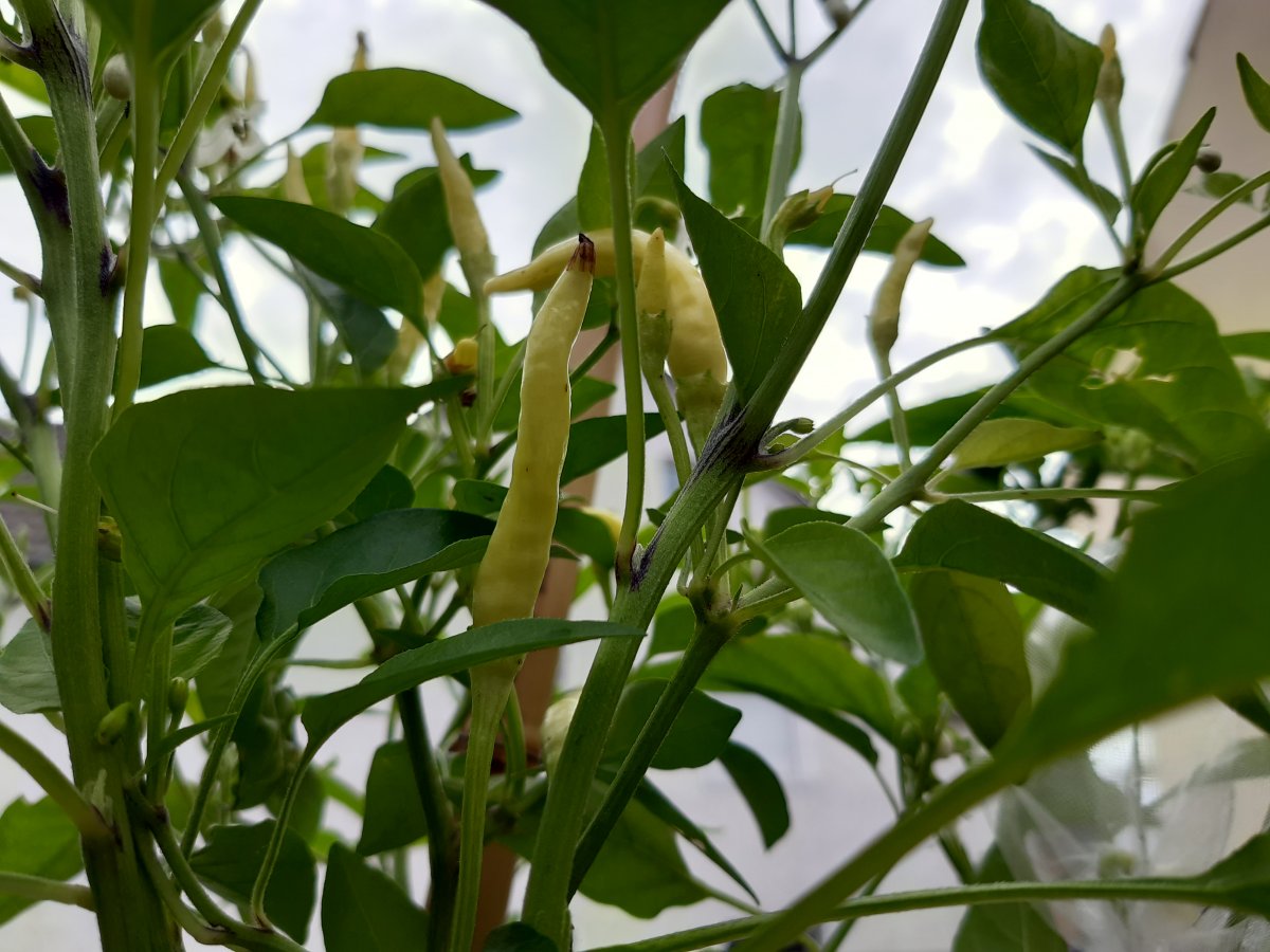 White Thai01.jpg
