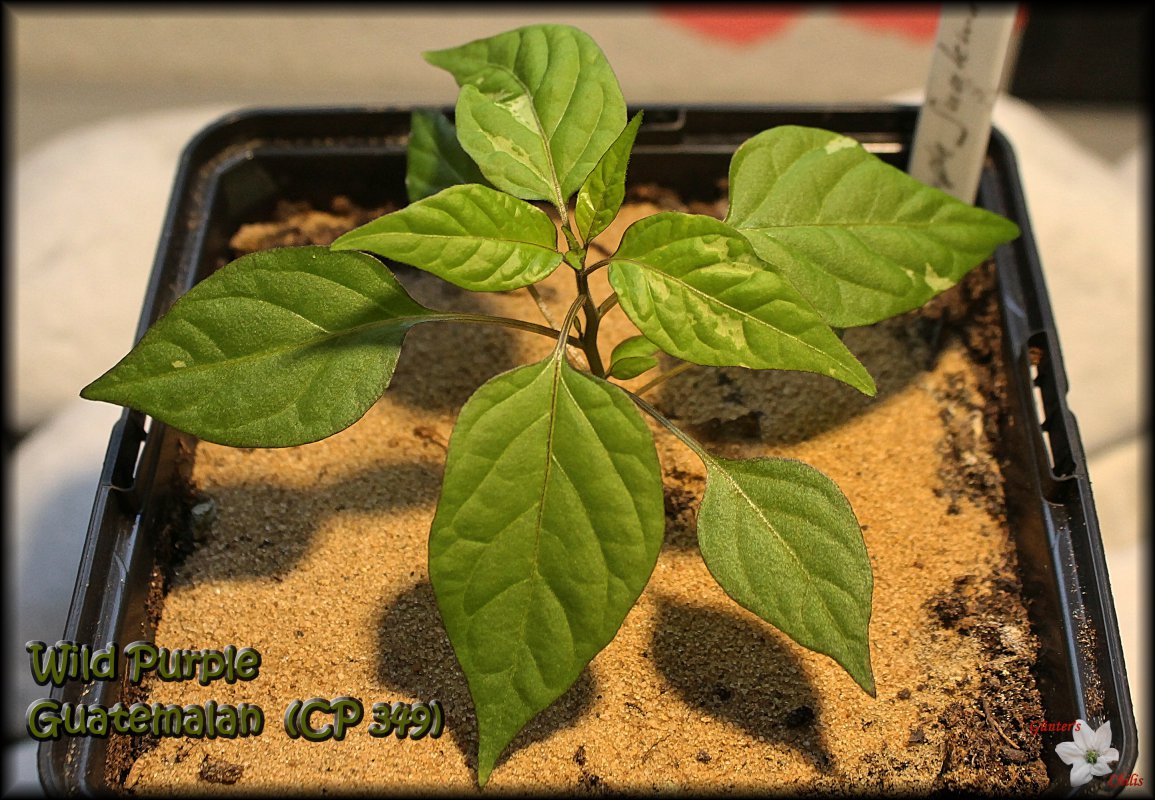 Wild purple Guatemalan 16022018.JPG