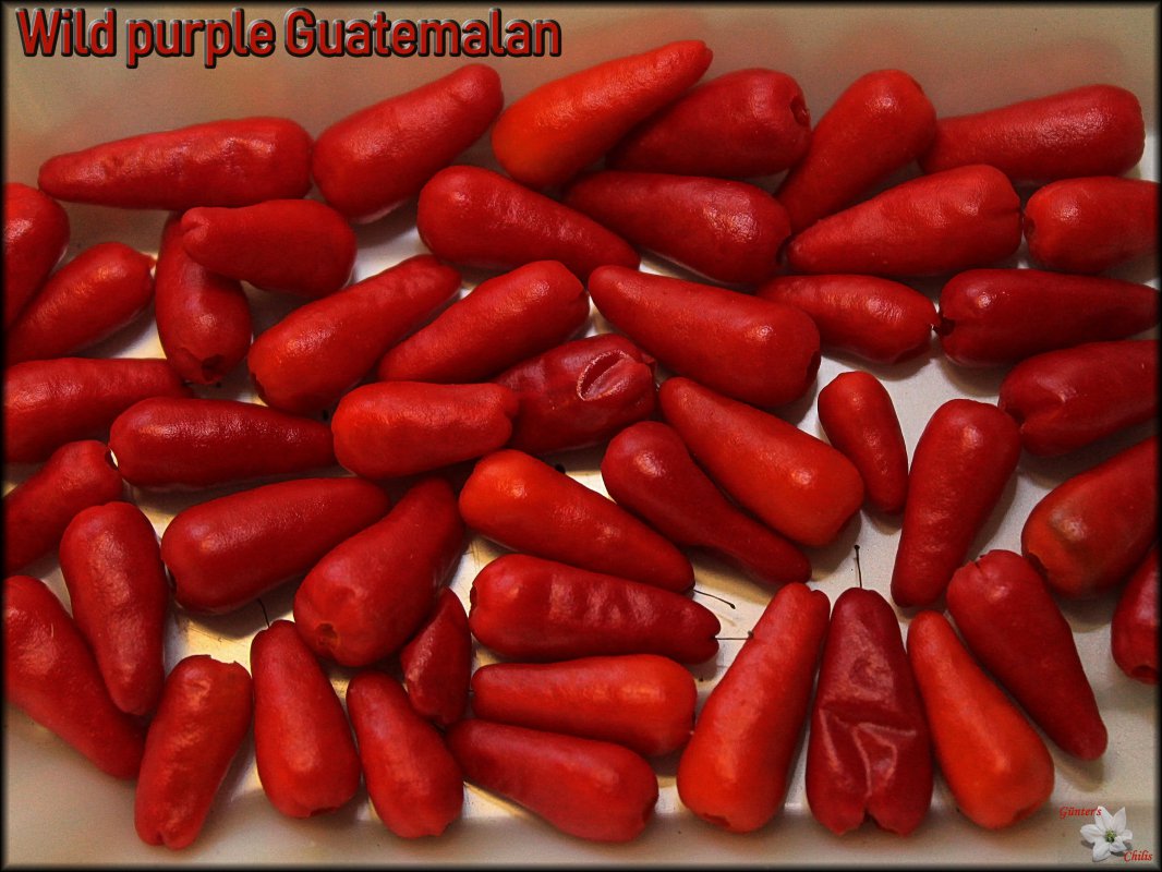 Wild purple Guatemalan  (CP 349).JPG