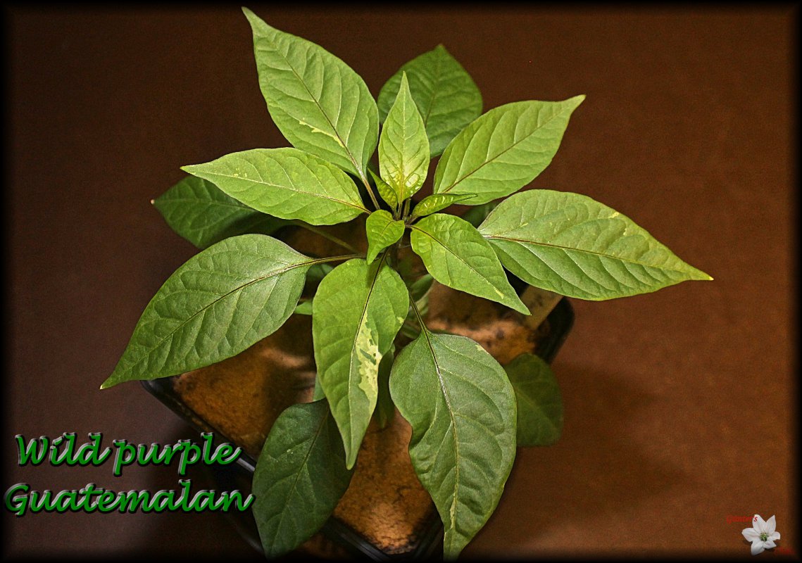Wild purple Guatemalan II.jpg