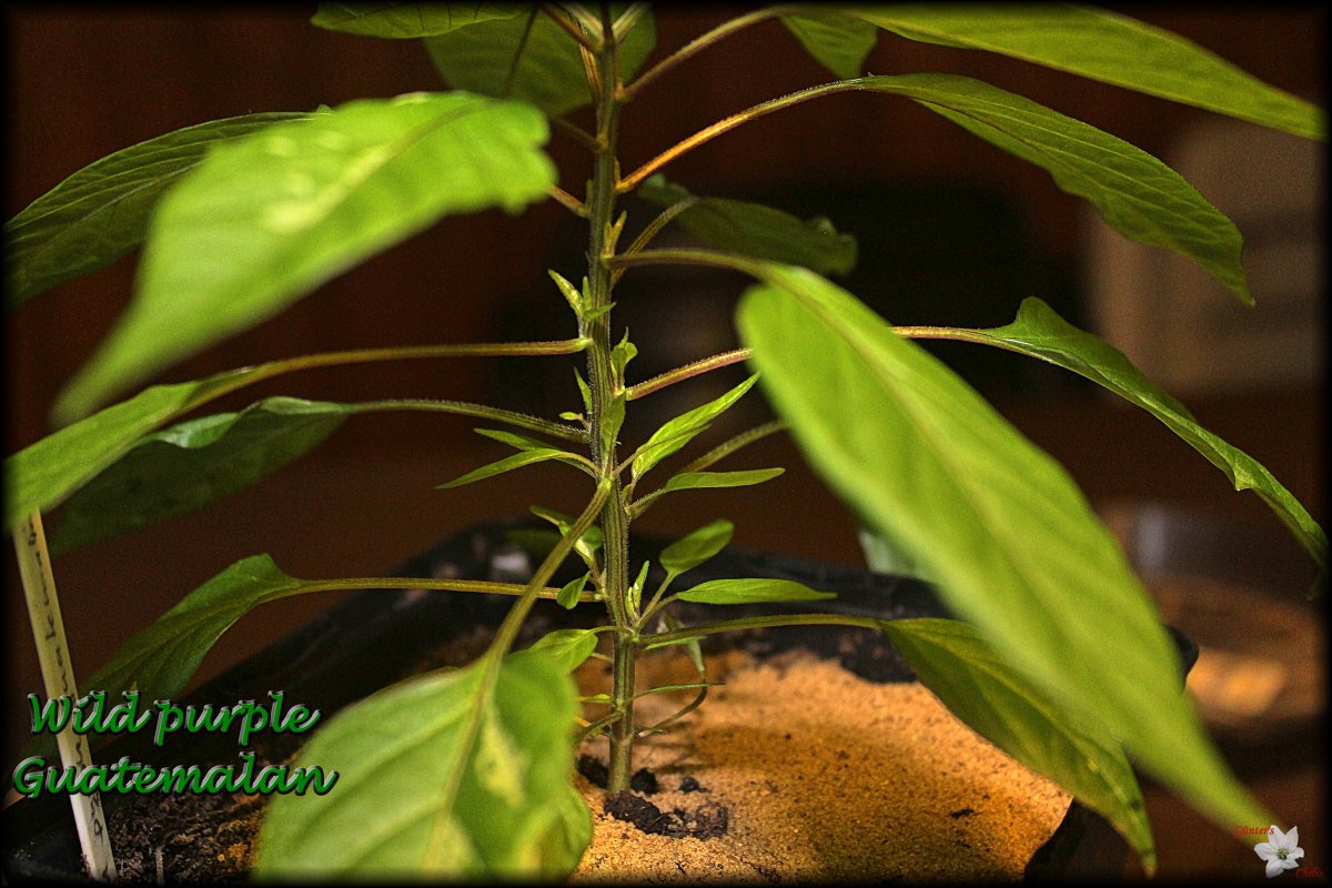 Wild purple Guatemalan.jpg