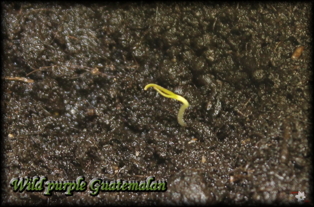 Wild purple Guatemalan.JPG