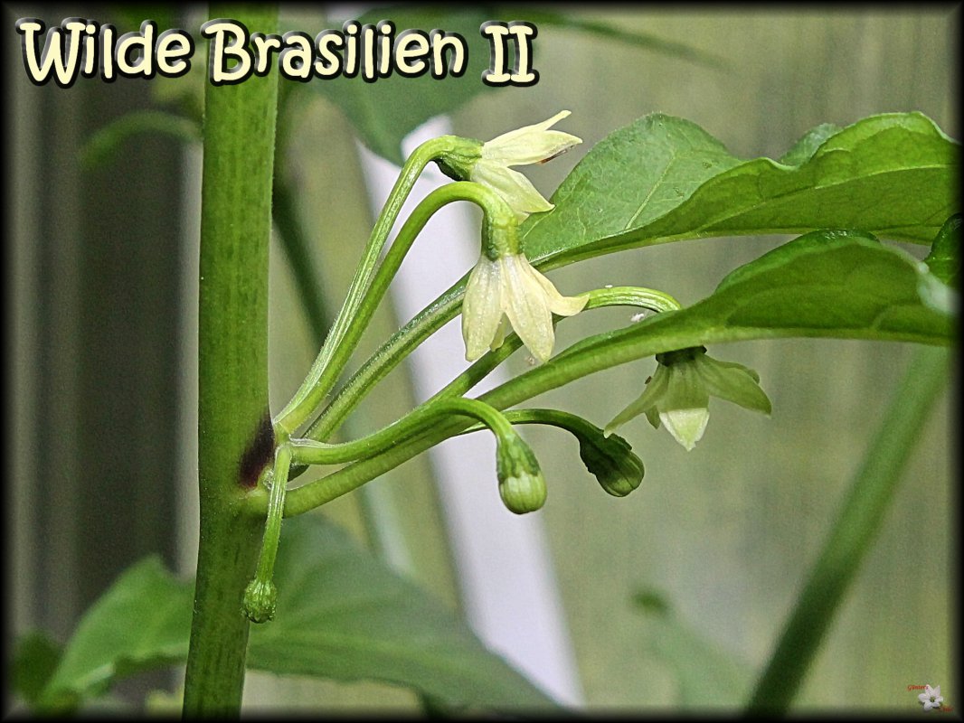 Wilde Brasilien 2_10062018.JPG