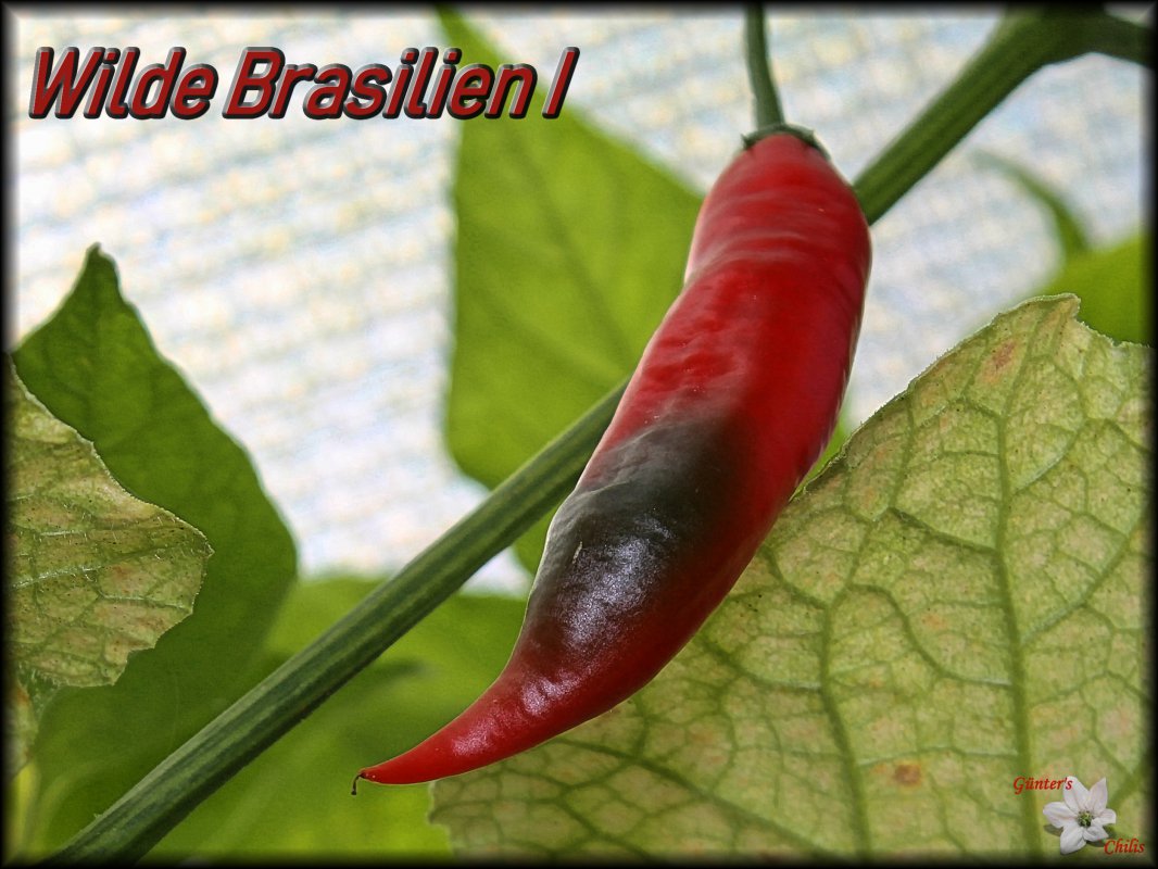 Wilde Brasilien I.JPG