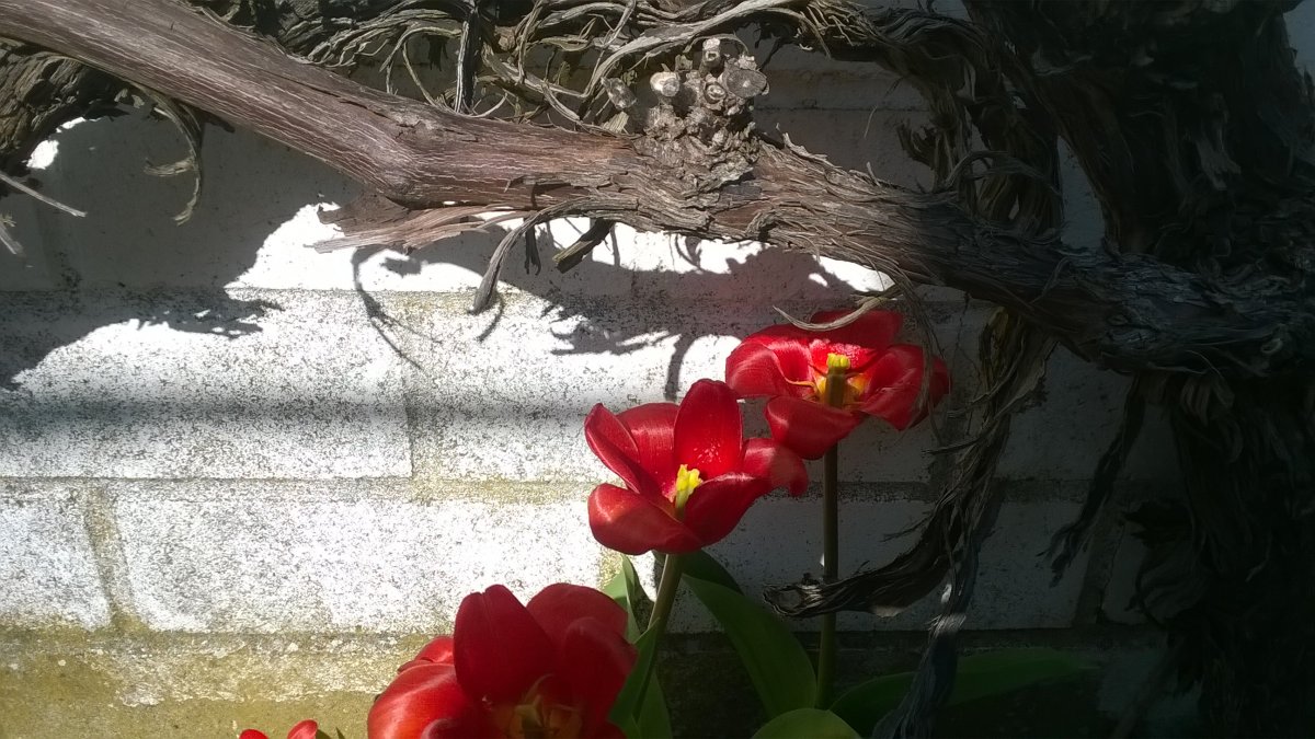 WP_20210330_009.jpg