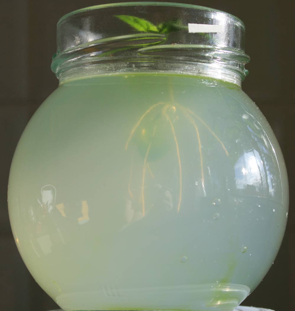 Wurzeln-Agar-Agar-3.jpg