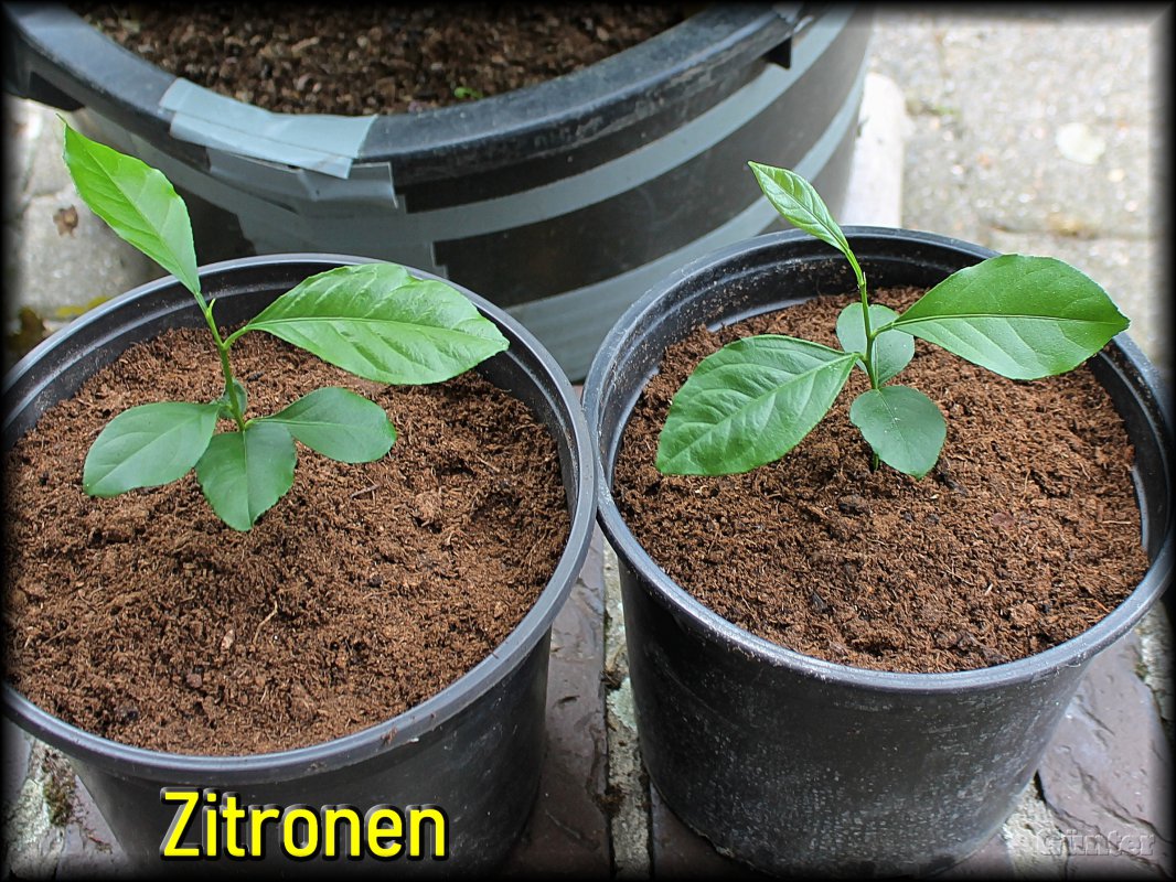 Zitronen.JPG