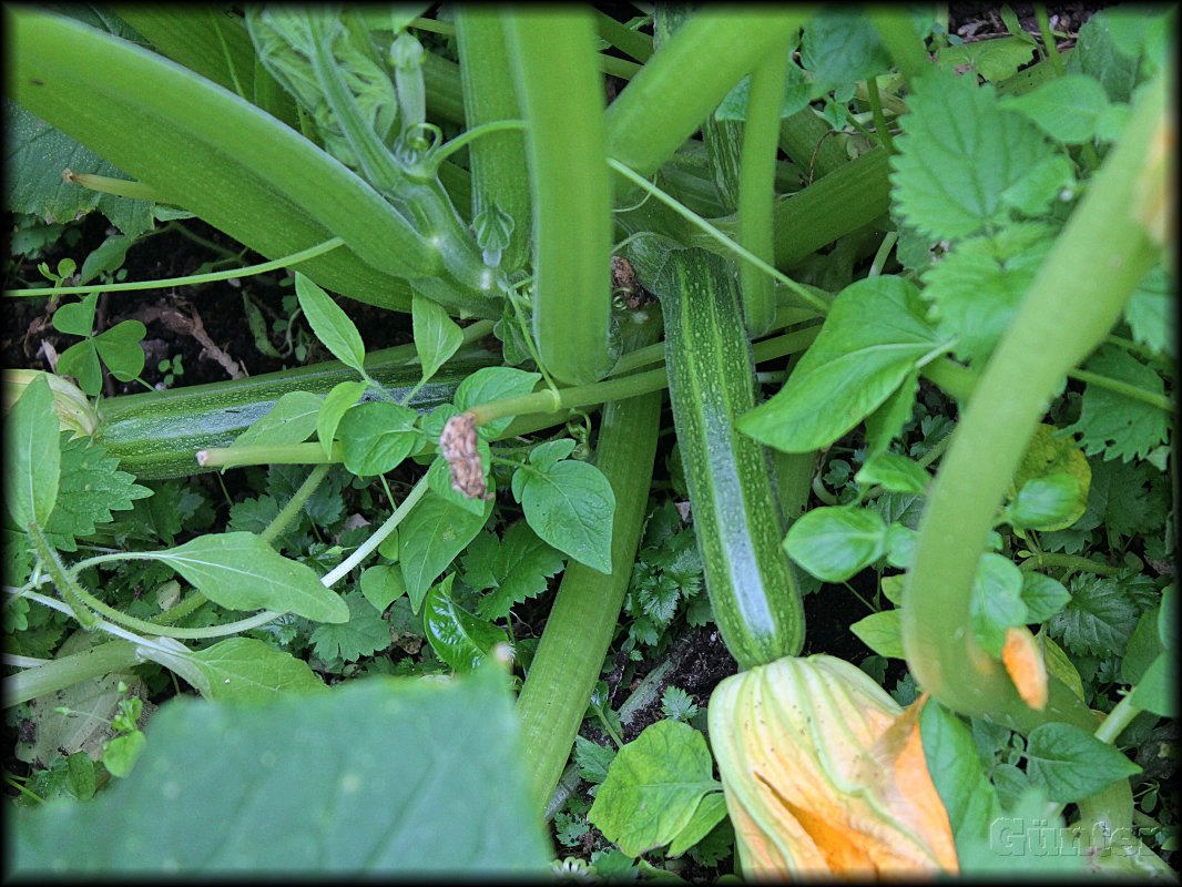 Zucchini.JPG