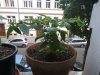 IMGP1343.JPG