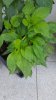 IMG-20170625-WA0006.jpg