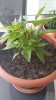 IMG-20170625-WA0008.jpeg
