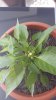 IMG-20170625-WA0010.jpeg