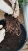 IMG-20170703-WA0009.jpg
